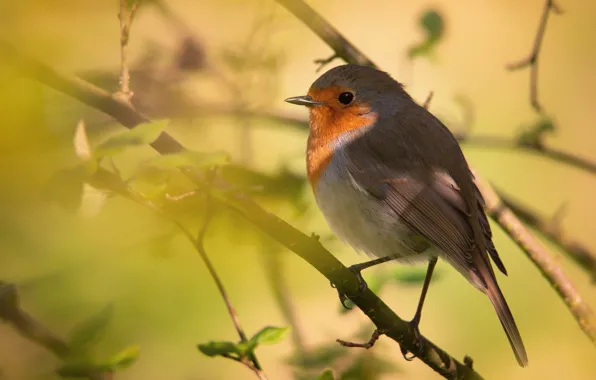 Picture branches, bird, Robin