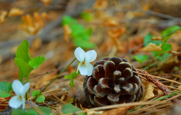 Picture Spring, Flowers, Bump