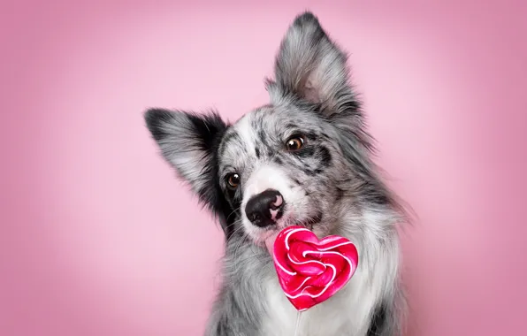Language, look, face, heart, the sweetness, portrait, dog, Lollipop