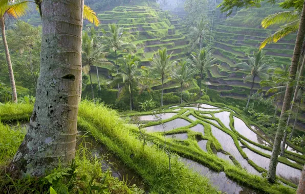 Picture grass, water, trees, palm trees, field, cascade, terrace