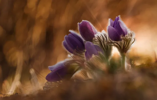 Light, flowers, nature, glade, blur, spring, buds, lilac