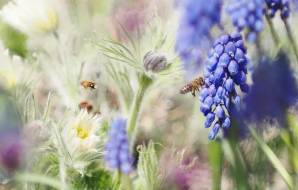 Light, flowers, bee, mood, glade, spring, insect, blue