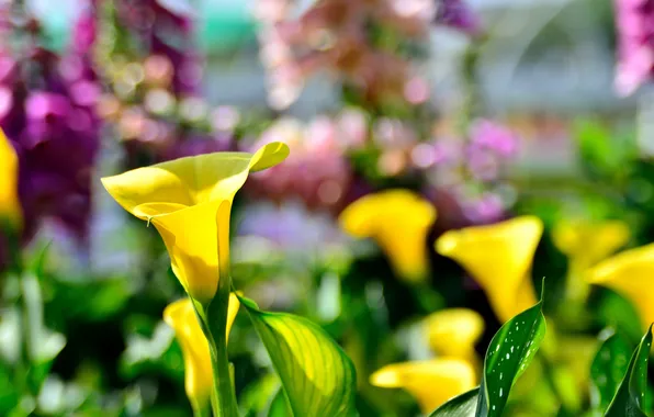 Picture flower, yellow, background, blur, Kala