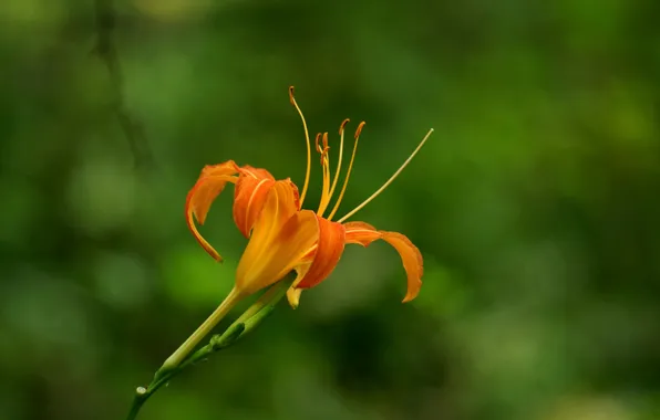 Picture Lily, orange, petals, stamens, flowering
