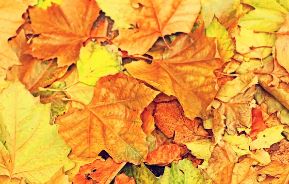 Picture autumn, leaves, yellow