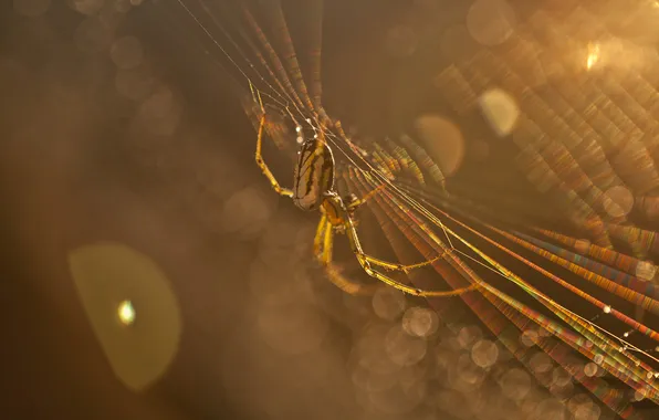 Macro, rays, light, web, spider, insect