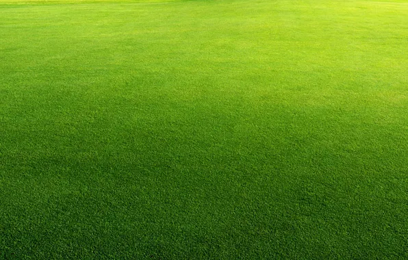 Summer, greens, lawn