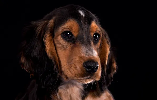 Picture look, portrait, dog, puppy, face, black background, Cocker Spaniel
