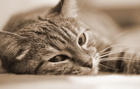 Cat, portrait, Sepia