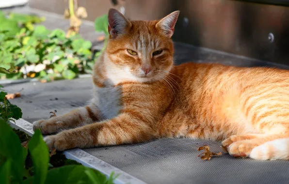 Cat, cat, look, pose, stay, red, lies, face