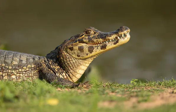 Shore, crocodile, pond