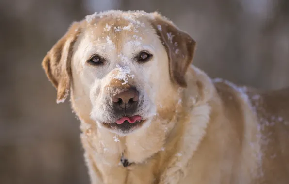 Face, snow, dog, dog, Labrador Retriever