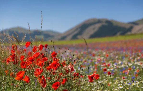 Picture grass, flowers, mountains, Maki, valley