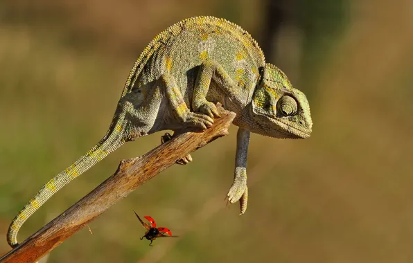 Macro, chameleon, ladybug, insect
