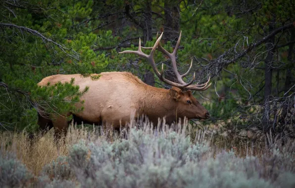 Forest, deer, horns, profile, needles