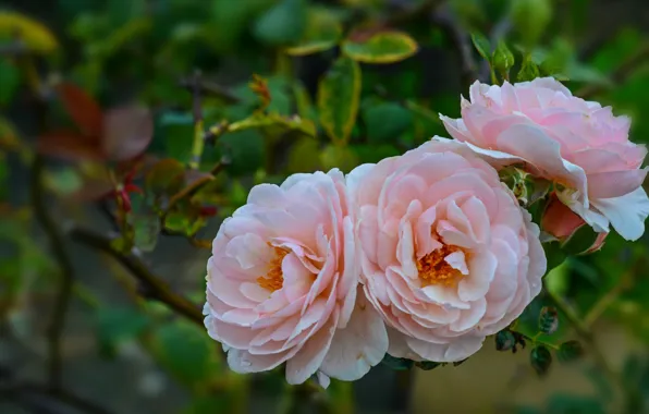 Picture macro, roses, pink, trio, bokeh