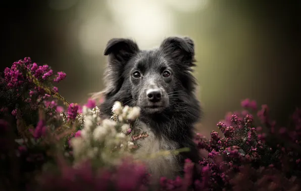 Picture look, face, background, portrait, dog, bokeh, Heather