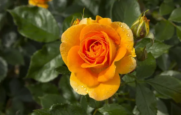 Flower, leaves, drops, rose, orange, yellow