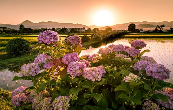 Picture summer, the sky, water, the sun, light, flowers, mountains, Park
