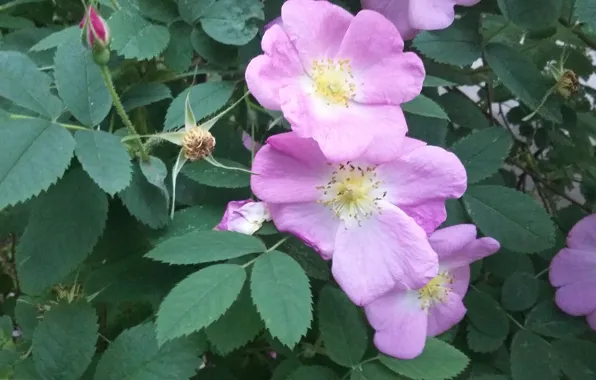 Picture greens, leaves, flowers, petals, briar, stamens, inflorescence