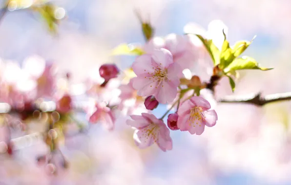 Leaves, light, flowers, blur, branch, spring, gentle, pink