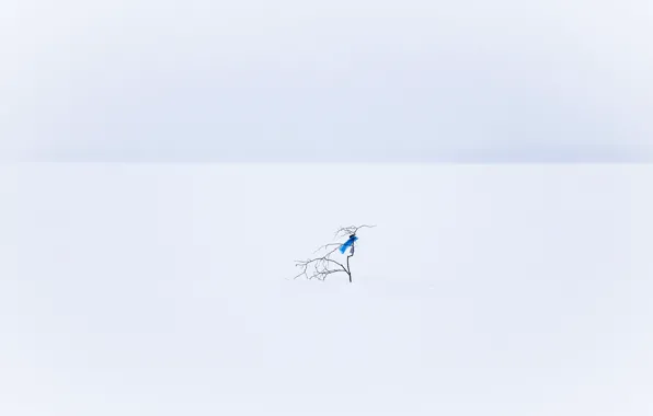 Snow, branches, minimalism