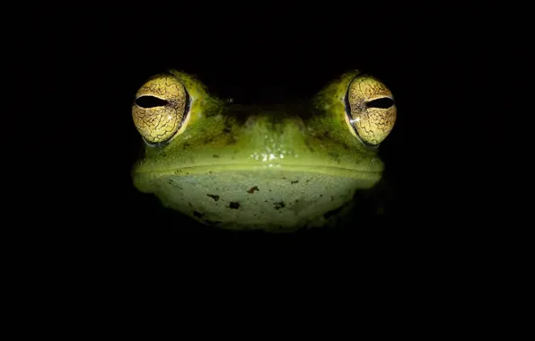 Eyes, background, head, amphibian, tree frog