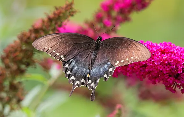 Macro, wings, Butterfly, beautiful, flowers, flowering, closeup