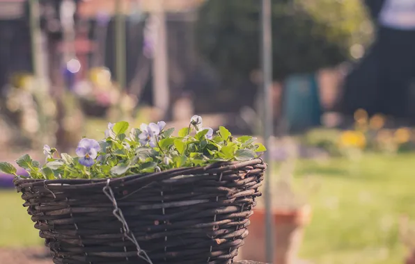 Summer, flowers, basket, petals, pot, Pansy