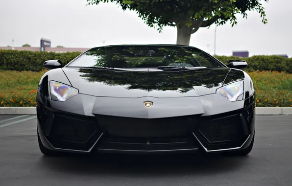 Picture reflection, tree, black, lamborghini, black, the front, shrub, aventador