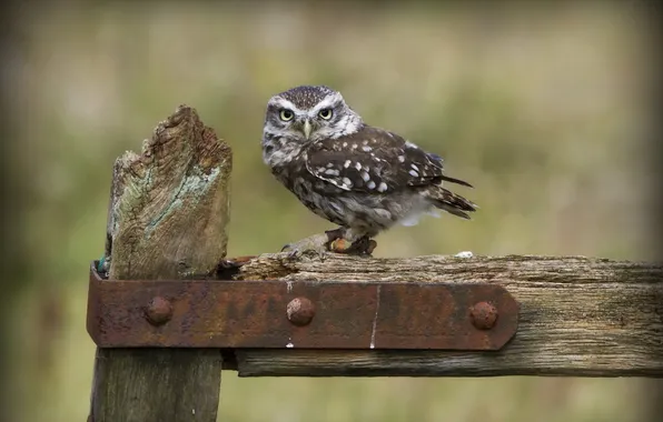 Picture owl, bird, the fence