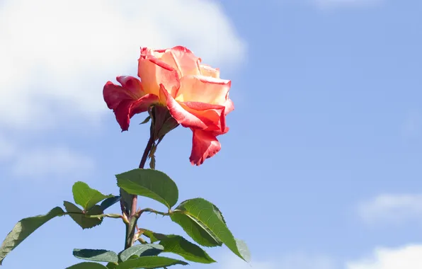 The sky, rose, Bud