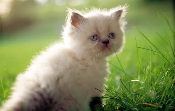 Cat, white, grass, cat, macro, kitty, cute, cat
