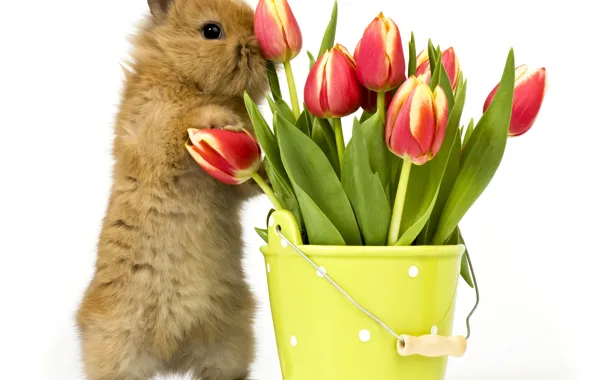 Picture flowers, background, bucket, tulips, Bunny