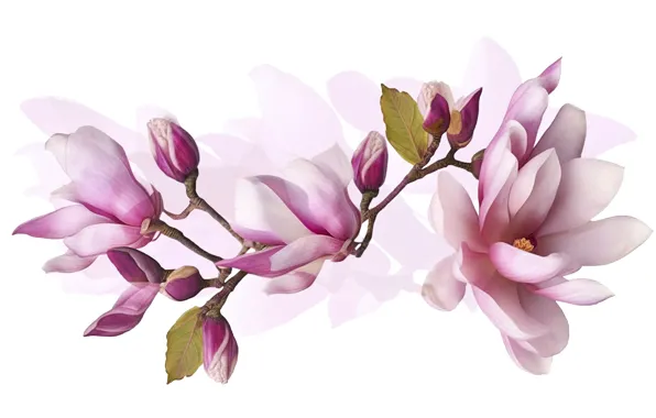 Flowers, branch, spring, white background, pink, flowering, Magnolia, AI art