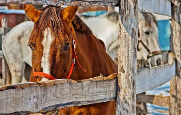 Animals, the fence, horses, horse, white, red, stable