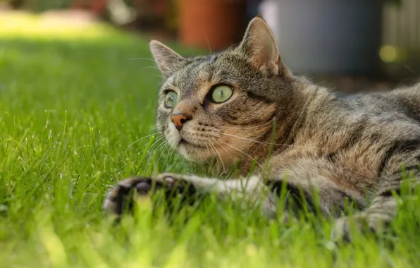 Cat, grass, cat, look, face, pose, grey, glade