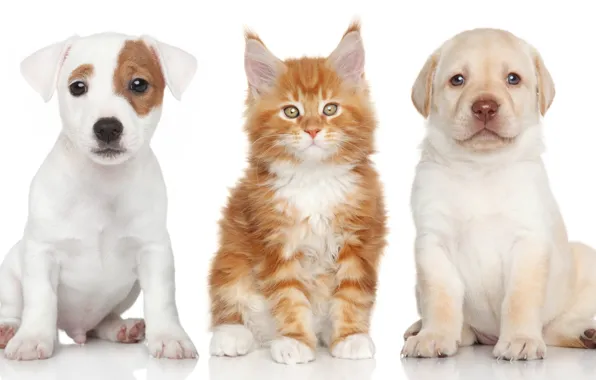 Dogs, puppies, kitty, Labrador Retriever, Maine Coon, Jack Russell Terrier