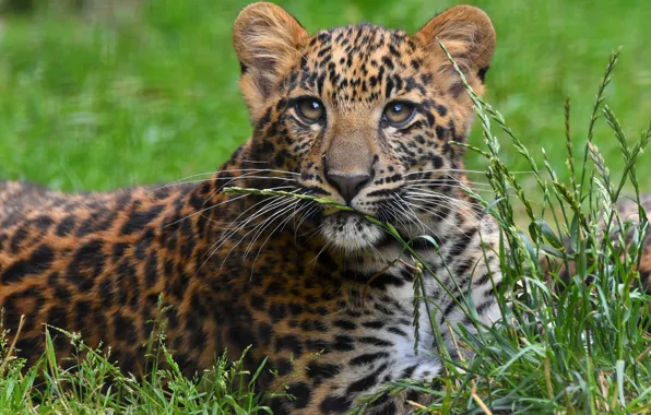 Grass, look, portrait, leopard, face, sitting, cub