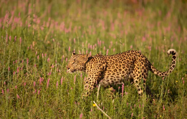 Picture field, grass, flowers, leopard, walk