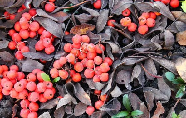 Leaves, frost, Rowan