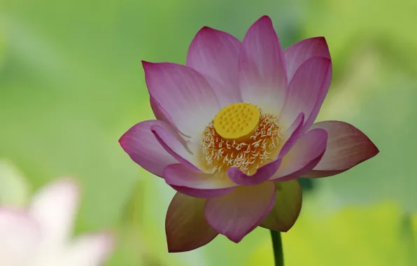 Picture macro, paint, petals, Lotus