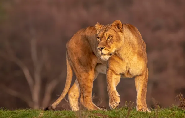 Picture look, nature, pose, background, walk, lioness, wild cat