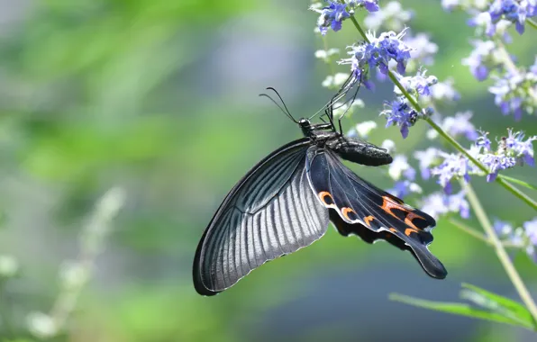 Picture macro, light, flowers, butterfly, stem, swallowtail
