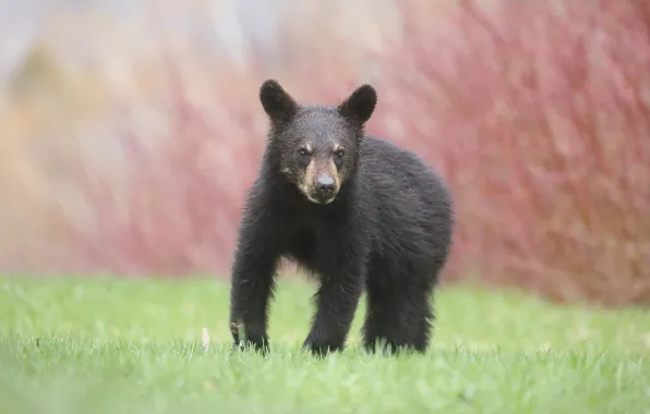 Grass, face, background, bear, bear, walk, baribal