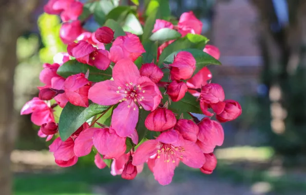 Flowers, Spring, Pink, Spring, Flowering, Pink flowers, Flowering