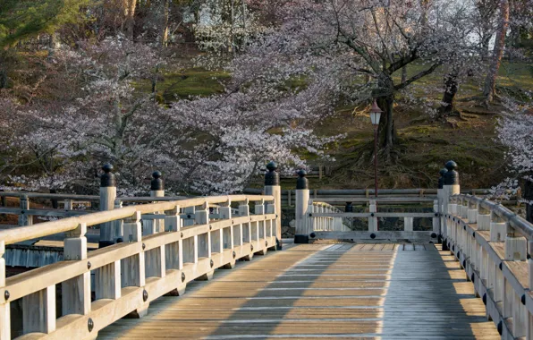 Nature, Bridge, Spring, Trees, Sakura, Japan, Khans