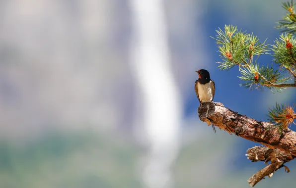 Light, branches, nature, background, tree, bird, waterfall, pine