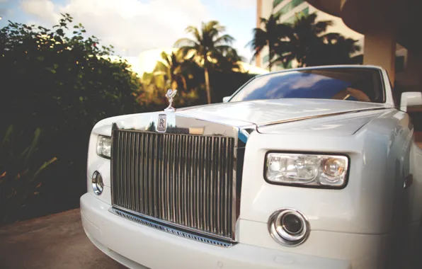 Car, palm trees, rolls royce, white, the front, phantom, luxury, exotic