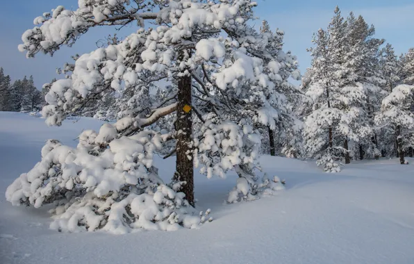 Winter, snow, trees, the snow, Sweden